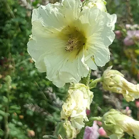 Frühstückspension Jamiek's Amsterdam