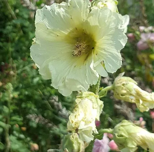 Couette-café Jamiek's Amsterdam